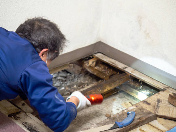 Best Mold Damage Repair  in Knightdale, NC