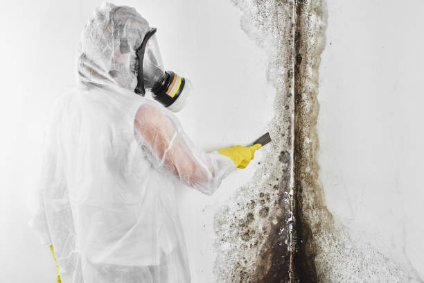 Best Mold Testing  in Knightdale, NC