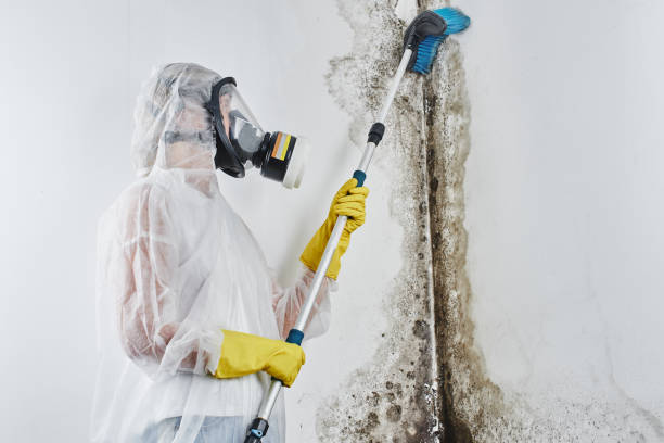 Crawl Space Mold Removal in Knightdale, NC