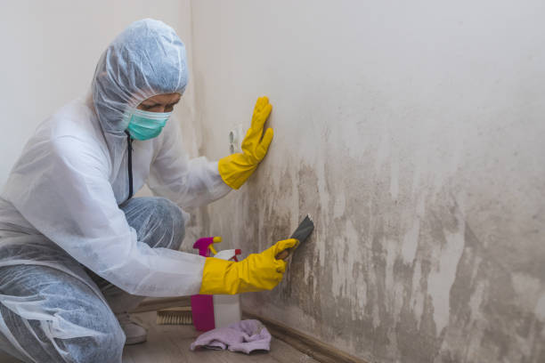 Best Residential Mold Removal  in Knightdale, NC