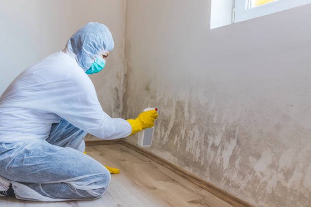 Attic Mold Removal in Knightdale, NC