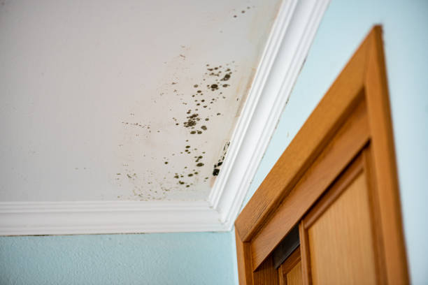 Best Certified Mold Removal  in Knightdale, NC