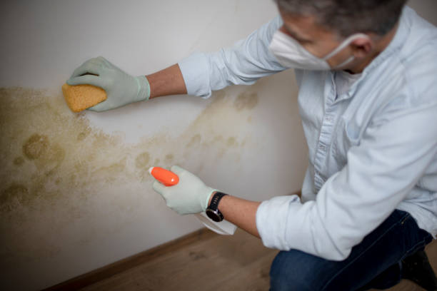 Reliable Knightdale, NC Mold Removal Solutions