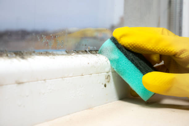 Mold Testing and Removal in Knightdale, NC