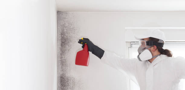 Best Best Mold Removal Companies  in Knightdale, NC