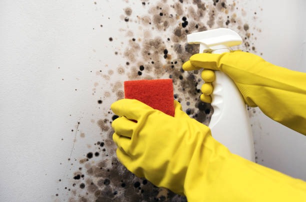 Best Mold Removal Company Near Me  in Knightdale, NC