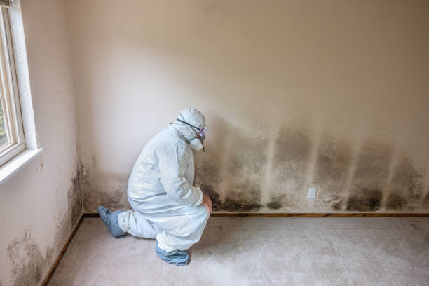Best Local Mold Removal Service  in Knightdale, NC