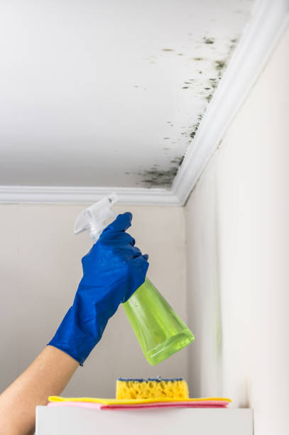 Best Affordable Mold Removal  in Knightdale, NC